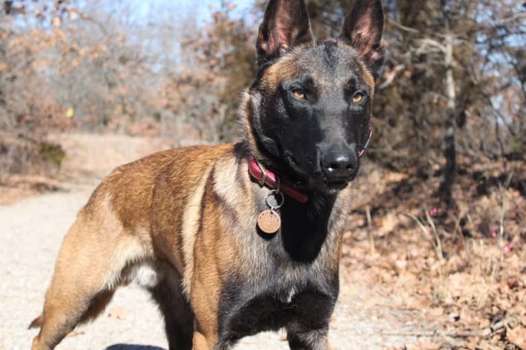 KHs Taking What’s Ours With Fire and Blood “Drogon” TKE RATN, a Belgian Shepherd tested with EmbarkVet.com