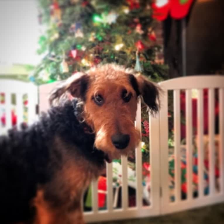 Maisy, an Airedale Terrier tested with EmbarkVet.com