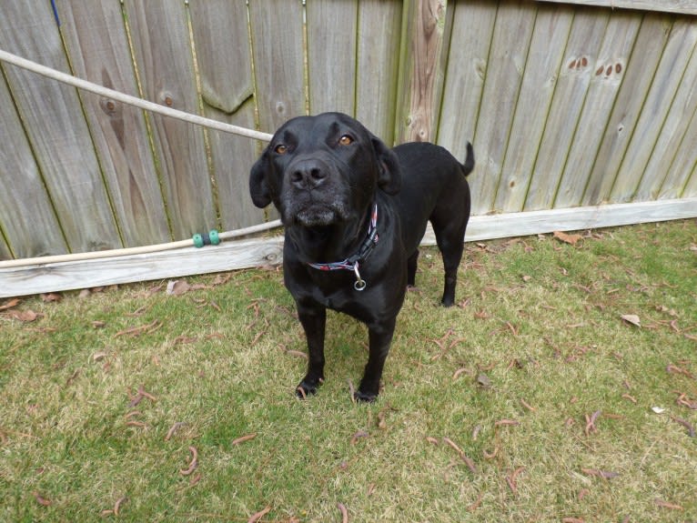 August, an American Pit Bull Terrier and Labrador Retriever mix tested with EmbarkVet.com