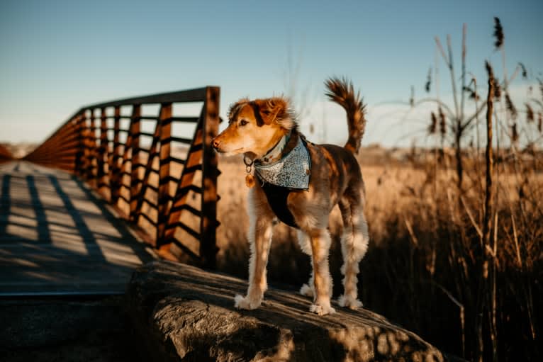 Tate, a Southeast Asian Village Dog tested with EmbarkVet.com