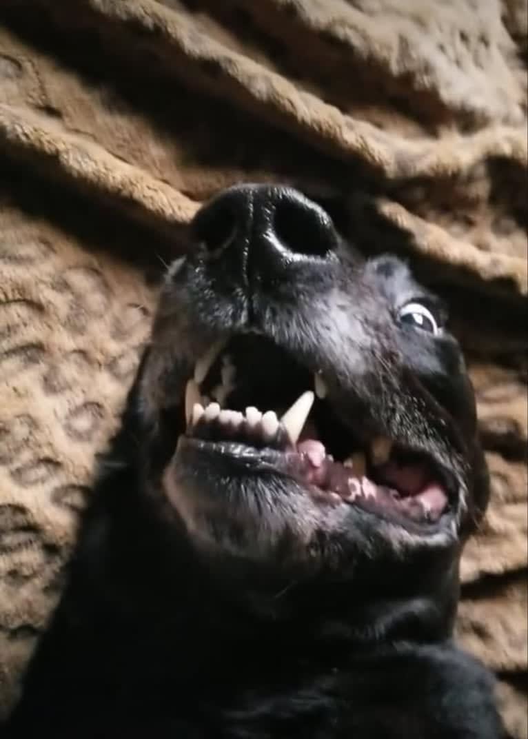 Photo of Barkley Humphrey Racine, a Bluetick Coonhound and Labrador Retriever mix in Indiana, USA