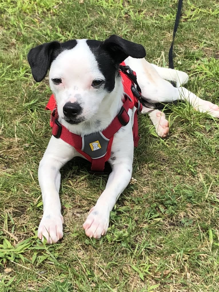 Nemo, a Mountain Cur and Chihuahua mix tested with EmbarkVet.com