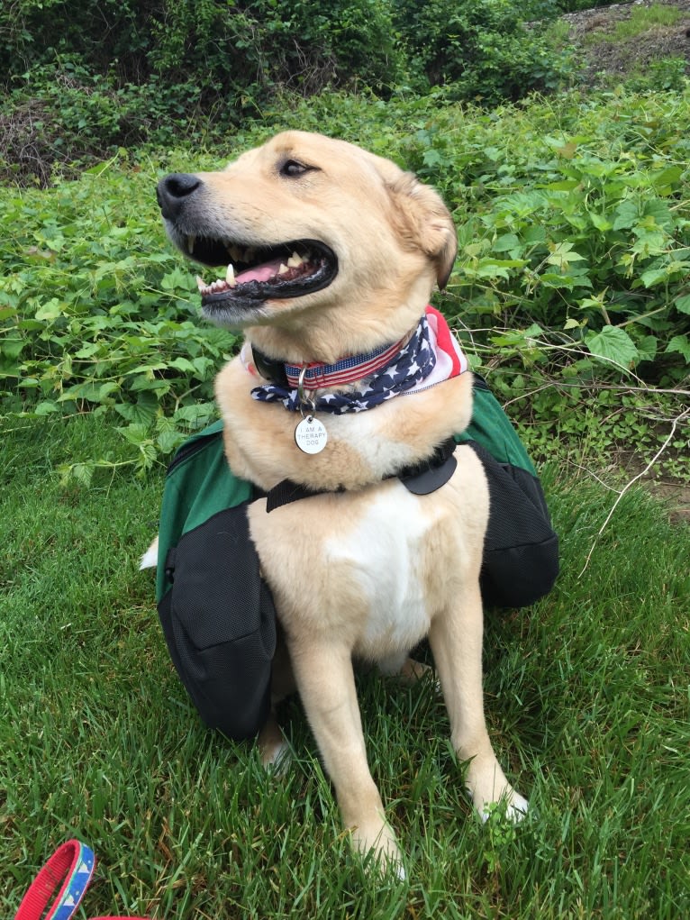 Buddy, a Chesapeake Bay Retriever and Chow Chow mix tested with EmbarkVet.com