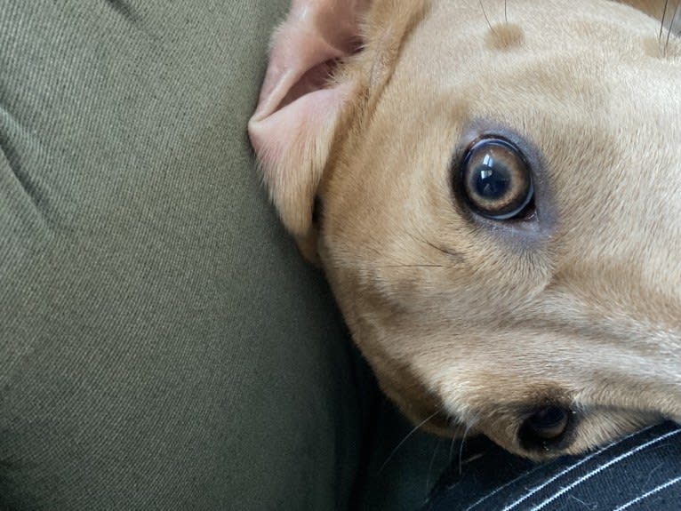 Lila, an American Pit Bull Terrier and Labrador Retriever mix tested with EmbarkVet.com