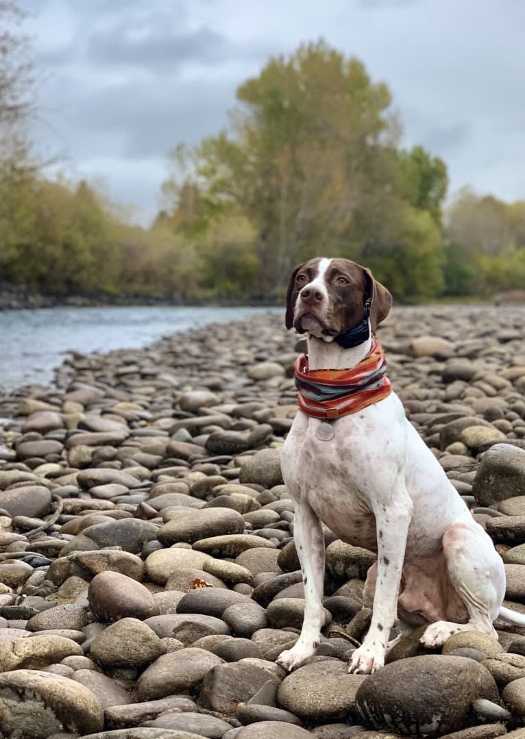 Ollie, a Pointer tested with EmbarkVet.com