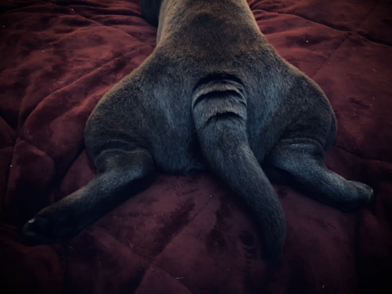 Pumpkin, a Chinese Shar-Pei tested with EmbarkVet.com