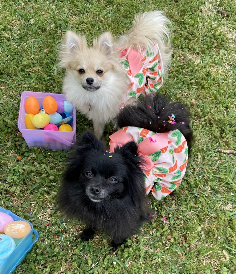 Okami, a Pomeranian tested with EmbarkVet.com