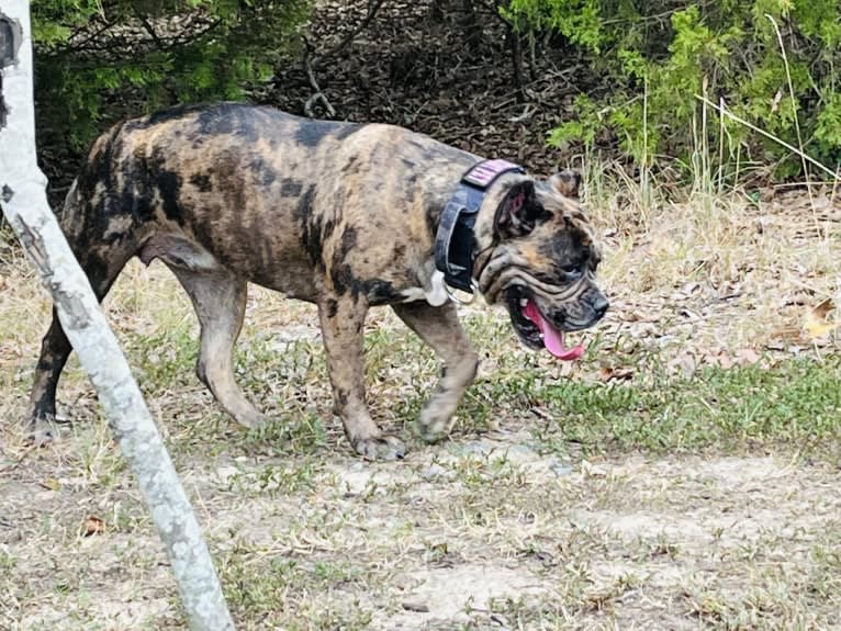 Oreo, a Bulldog and Boxer mix tested with EmbarkVet.com