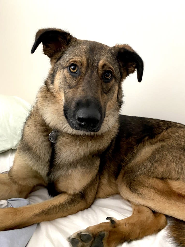 Arni, an Eastern European Village Dog and German Shepherd Dog mix tested with EmbarkVet.com