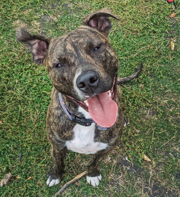 Mackey, an American Pit Bull Terrier tested with EmbarkVet.com