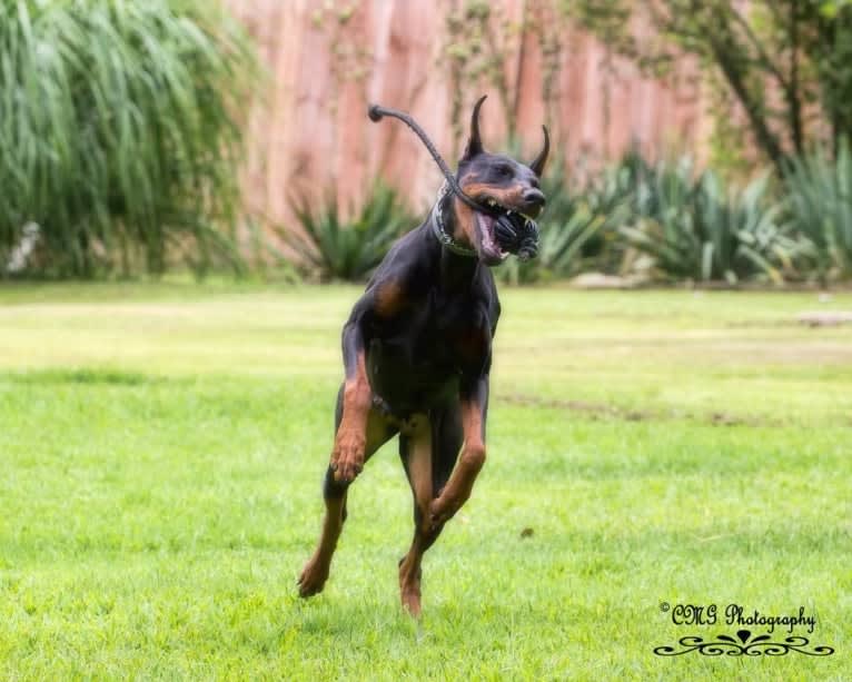 Thrill, a Doberman Pinscher tested with EmbarkVet.com