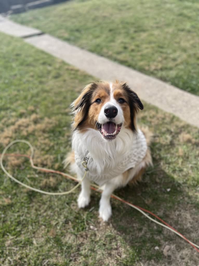 Milo, an English Shepherd tested with EmbarkVet.com