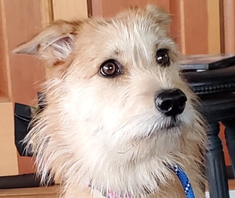 Zoey, a Rat Terrier and Siberian Husky mix tested with EmbarkVet.com