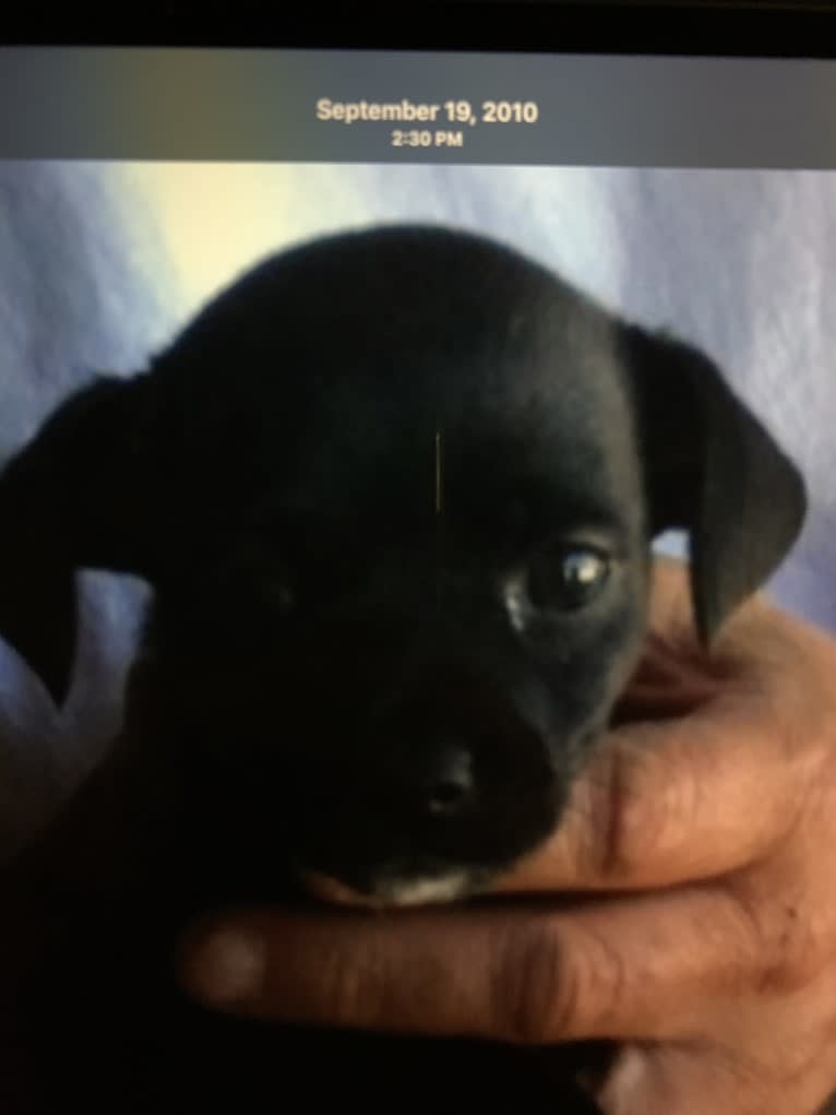 Serena Lorena, a Chihuahua and Pekingese mix tested with EmbarkVet.com