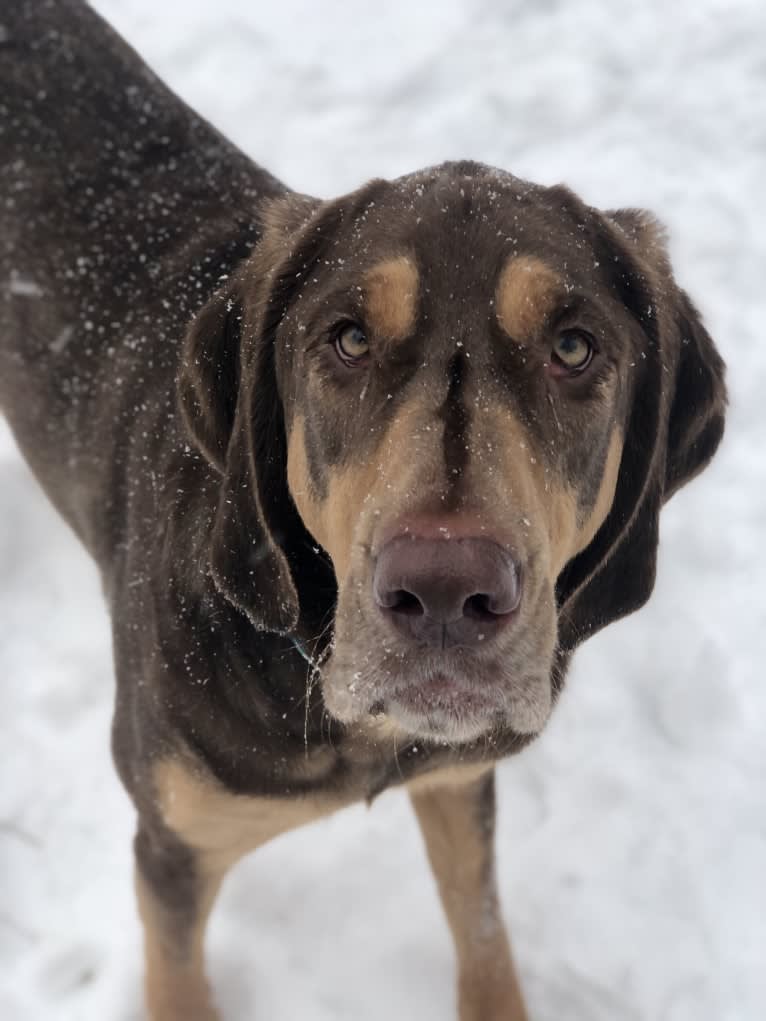 Hank, a Bloodhound and Labrador Retriever mix tested with EmbarkVet.com