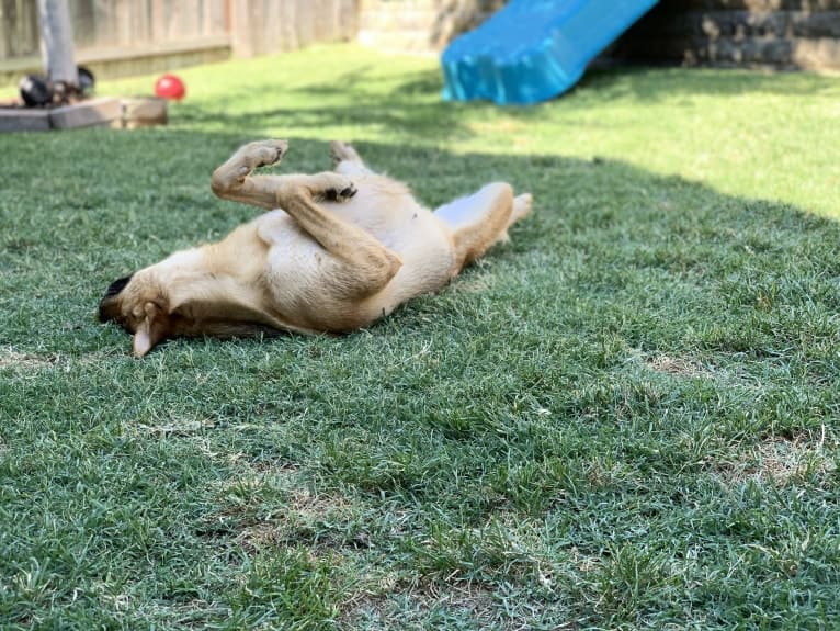 Maui, a German Shepherd Dog tested with EmbarkVet.com