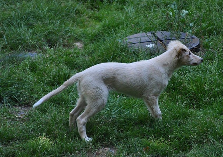 Plutten, a Silken Windhound tested with EmbarkVet.com
