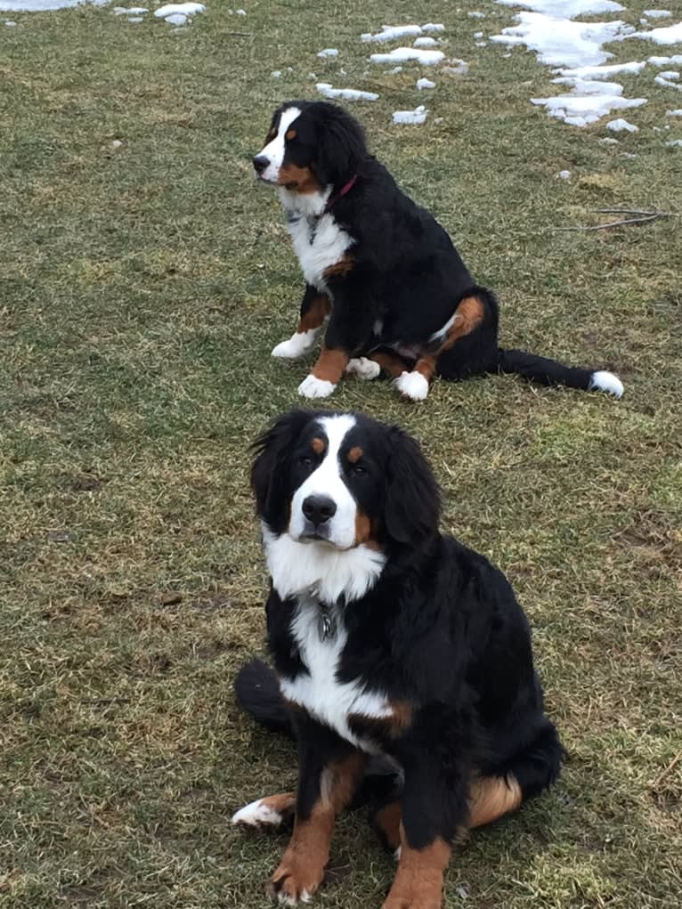 Lucy Rose, a Bernese Mountain Dog tested with EmbarkVet.com