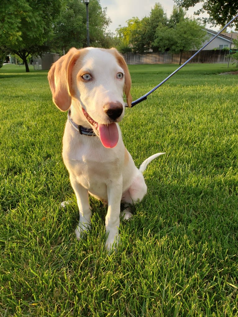 Arlo, an American Foxhound and German Shepherd Dog mix tested with EmbarkVet.com