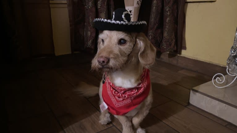 George, a Basset Hound and Poodle (Small) mix tested with EmbarkVet.com