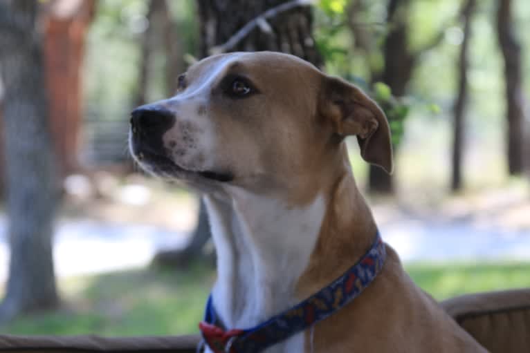 Roscoe, a Staffordshire Terrier and Siberian Husky mix tested with EmbarkVet.com