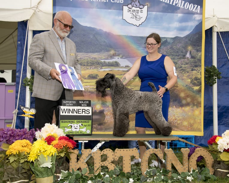 Nora, a Kerry Blue Terrier tested with EmbarkVet.com