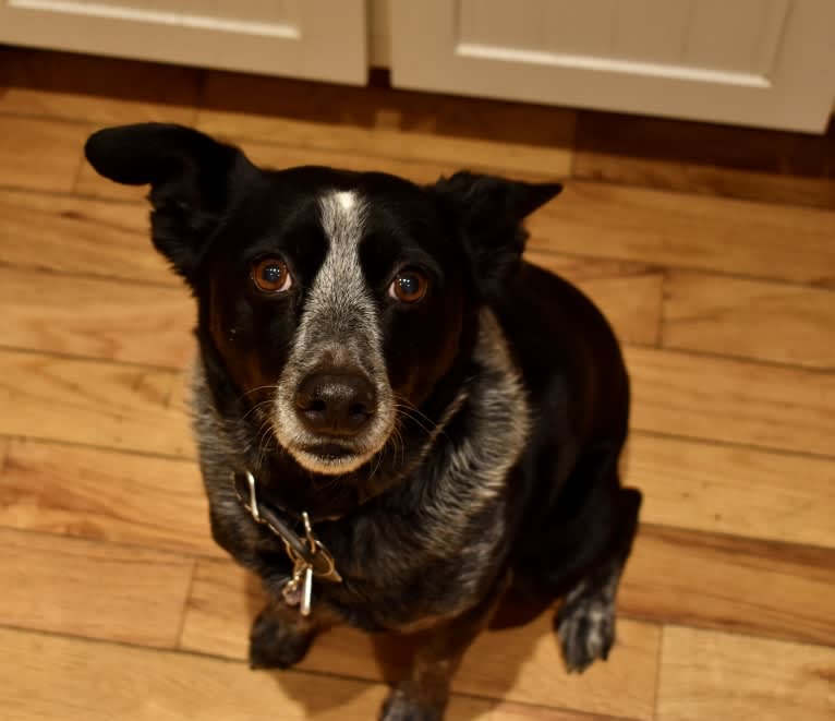 Mist, an Australian Cattle Dog and Australian Shepherd mix tested with EmbarkVet.com