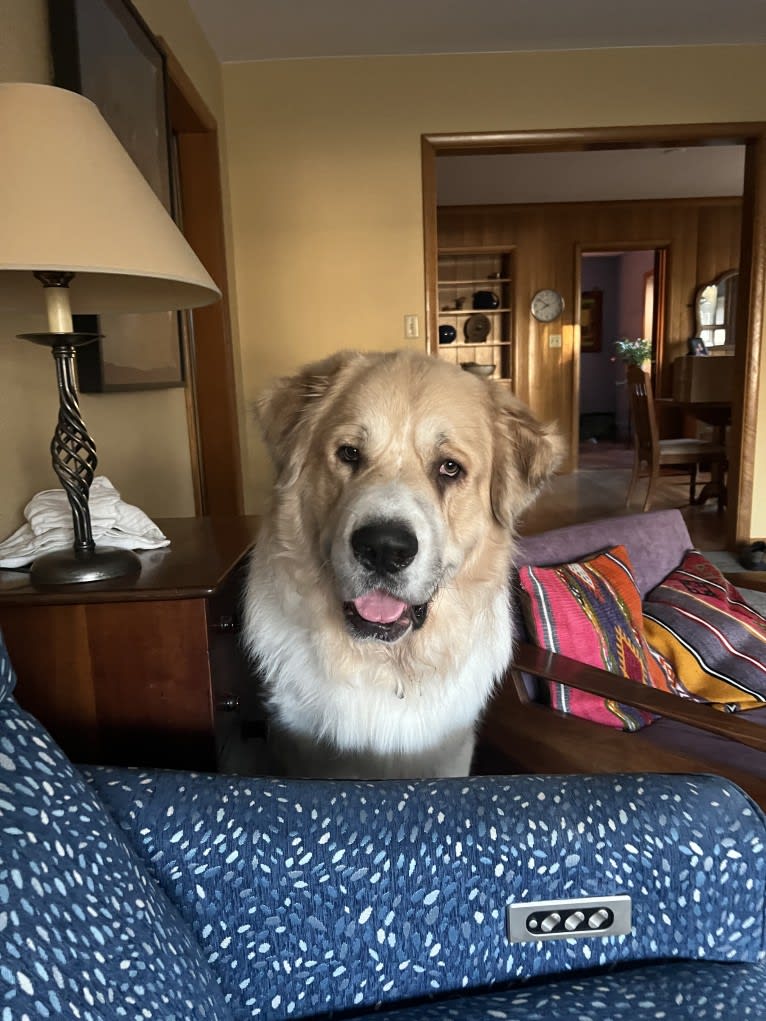 Gentry, a Pyrenean Mastiff tested with EmbarkVet.com