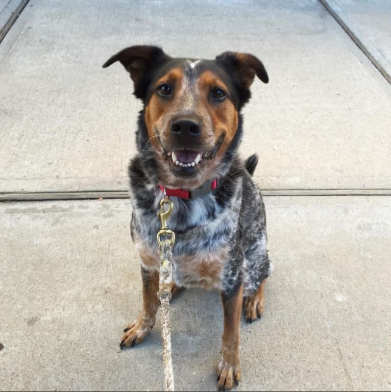 Ransom, an Australian Cattle Dog and Chow Chow mix tested with EmbarkVet.com