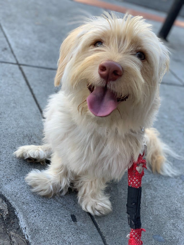 Murphy, a West Highland White Terrier and Shih Tzu mix tested with EmbarkVet.com