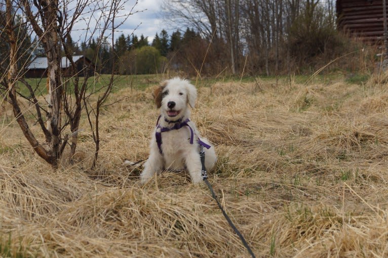 Eno, an Eastern European Village Dog and Kuvasz mix tested with EmbarkVet.com