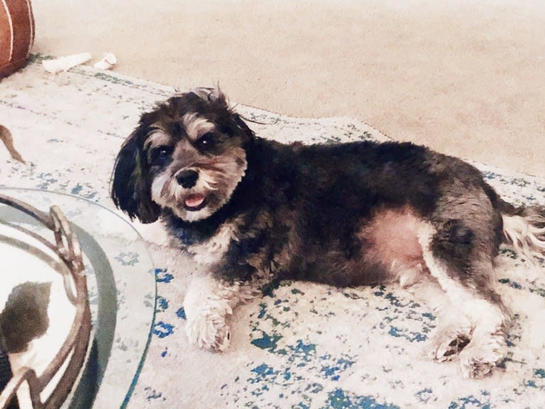 Abey, a Lhasa Apso and Cocker Spaniel mix tested with EmbarkVet.com