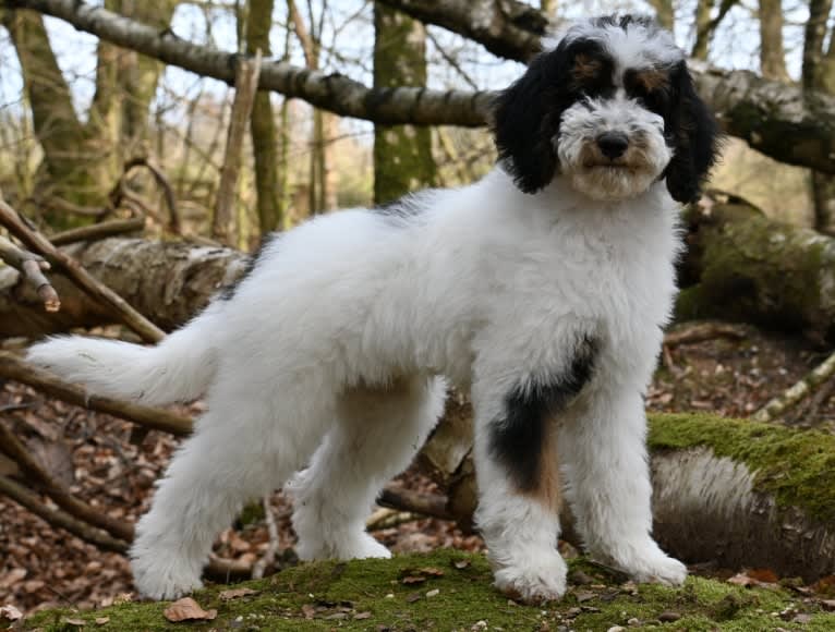 Utah, a Poodle (Standard) tested with EmbarkVet.com