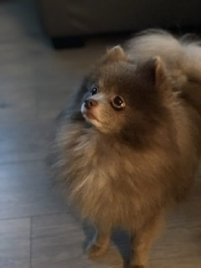 Indi, a Pomeranian tested with EmbarkVet.com