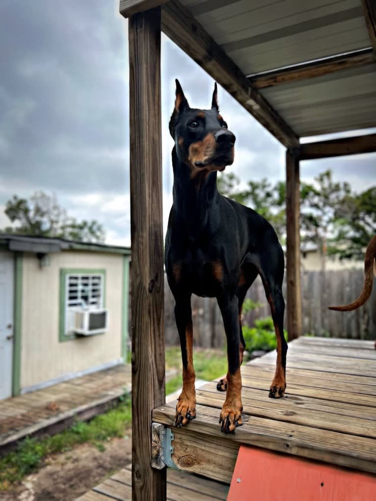 Lexie, a Doberman Pinscher tested with EmbarkVet.com