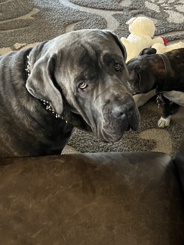 Rocco Roman Hughes, a Cane Corso tested with EmbarkVet.com