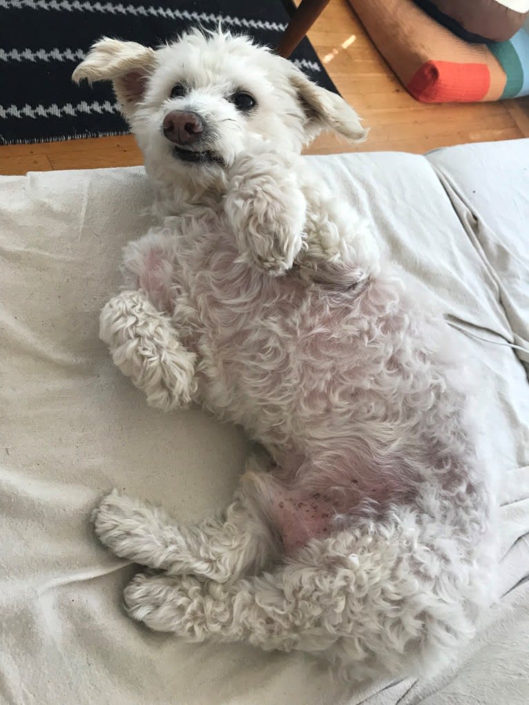 Bobby McGee, a Poodle (Small) and Cocker Spaniel mix tested with EmbarkVet.com