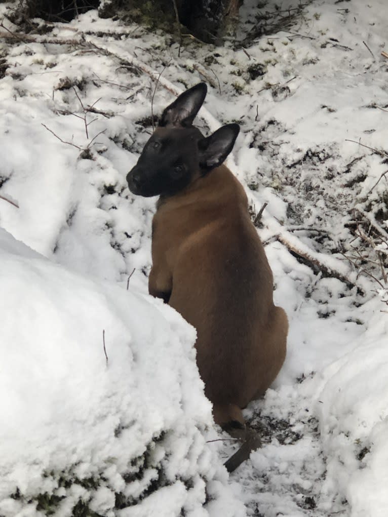 Bran, a Belgian Shepherd tested with EmbarkVet.com