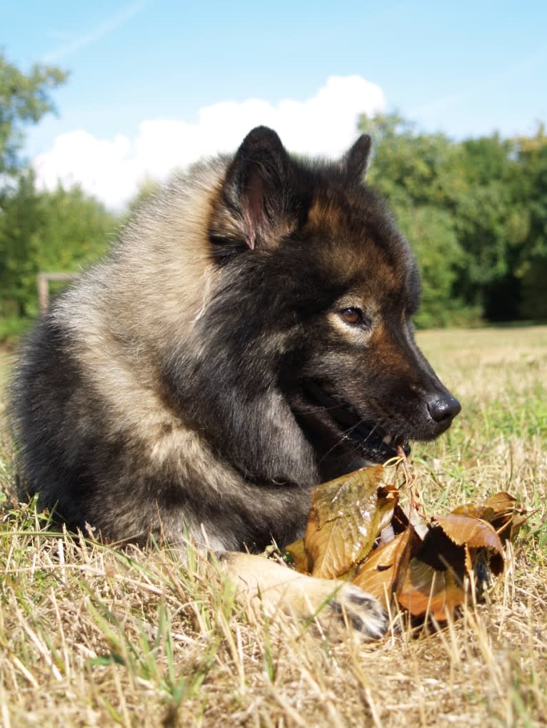 Daisy, an Eurasier tested with EmbarkVet.com