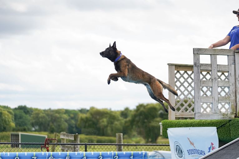 Valor, a Belgian Shepherd tested with EmbarkVet.com
