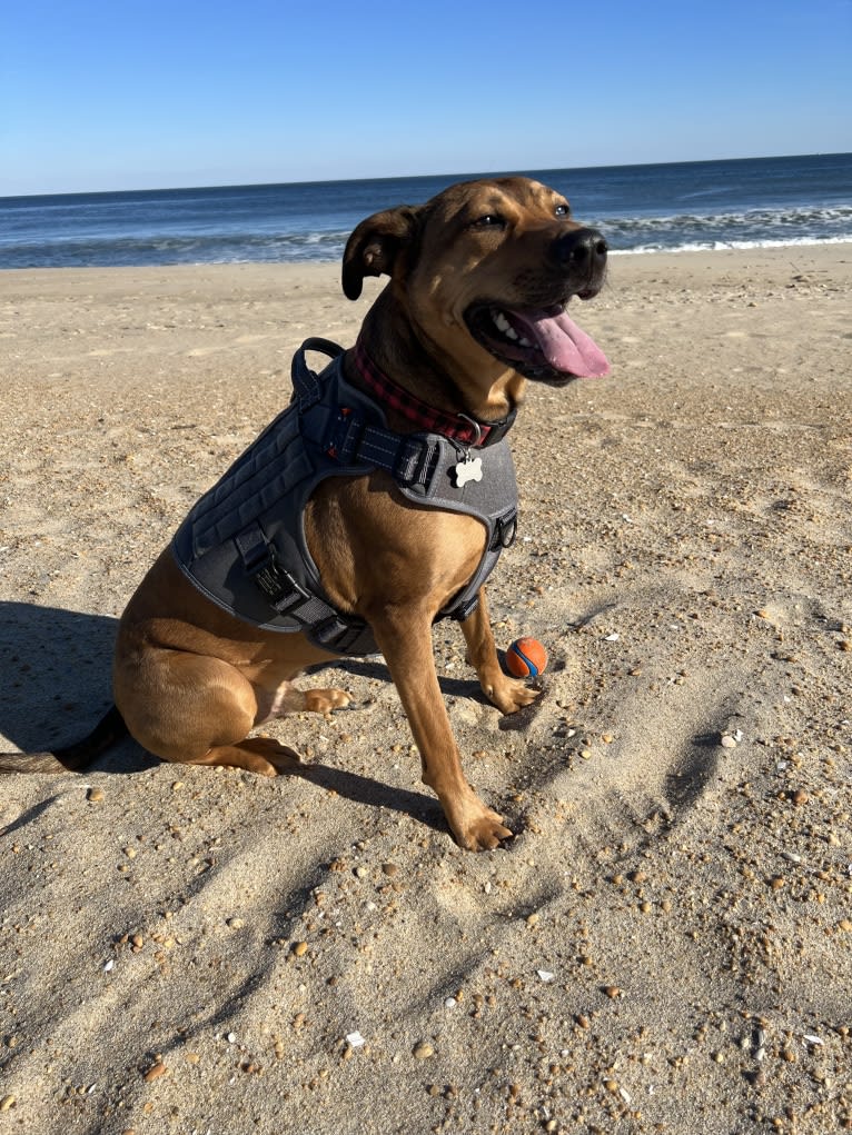 Walker, an American Pit Bull Terrier and Rottweiler mix tested with EmbarkVet.com