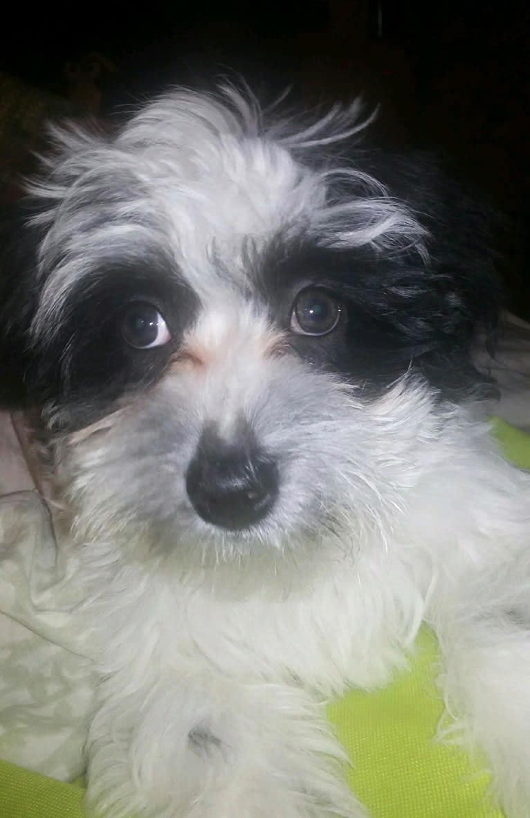 Juno Petite Joie, a Havanese and Maltese mix tested with EmbarkVet.com