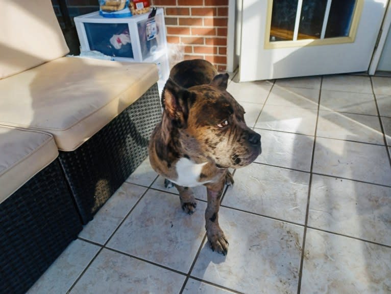 Oreo, a Bulldog and Boxer mix tested with EmbarkVet.com