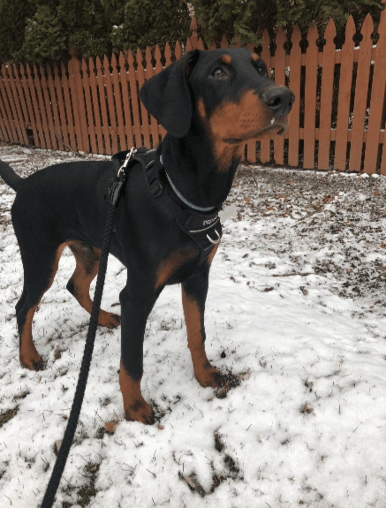 Arlo, a Doberman Pinscher tested with EmbarkVet.com