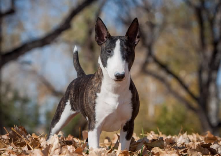 Dink, a Miniature Bull Terrier tested with EmbarkVet.com