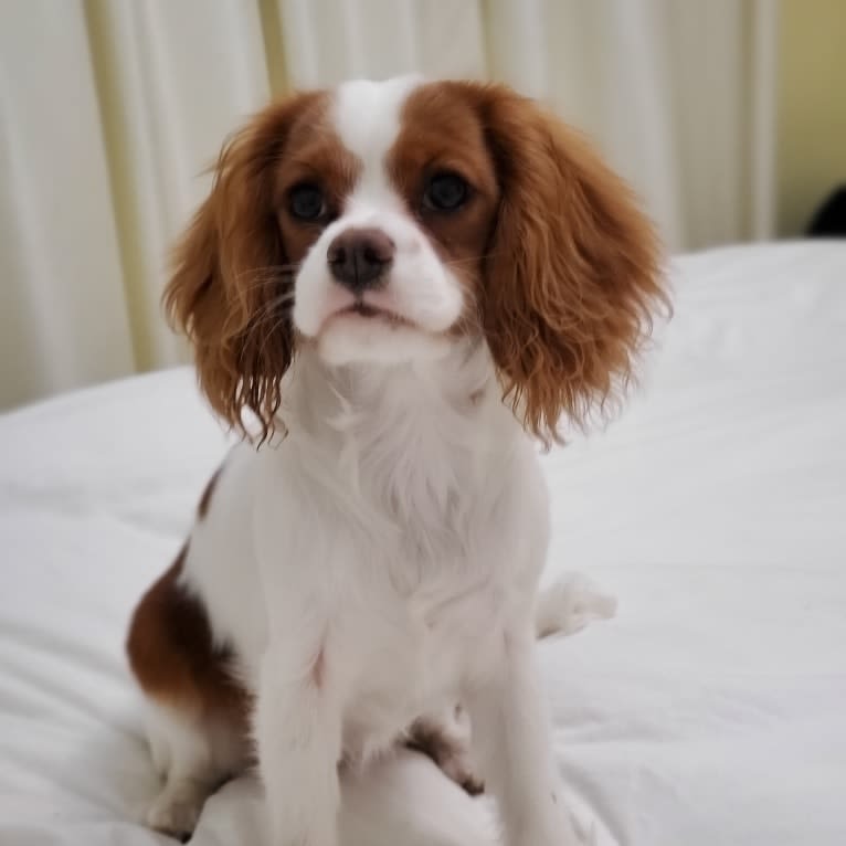 Princess Amelia the First (Millie), a Cavalier King Charles Spaniel tested with EmbarkVet.com