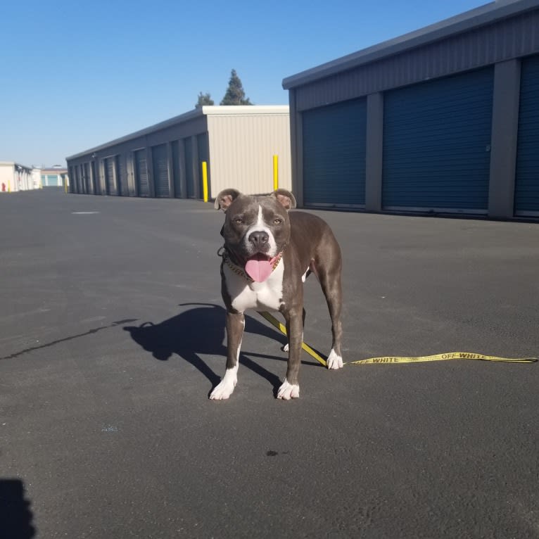 MaSiWei, an American Bully tested with EmbarkVet.com