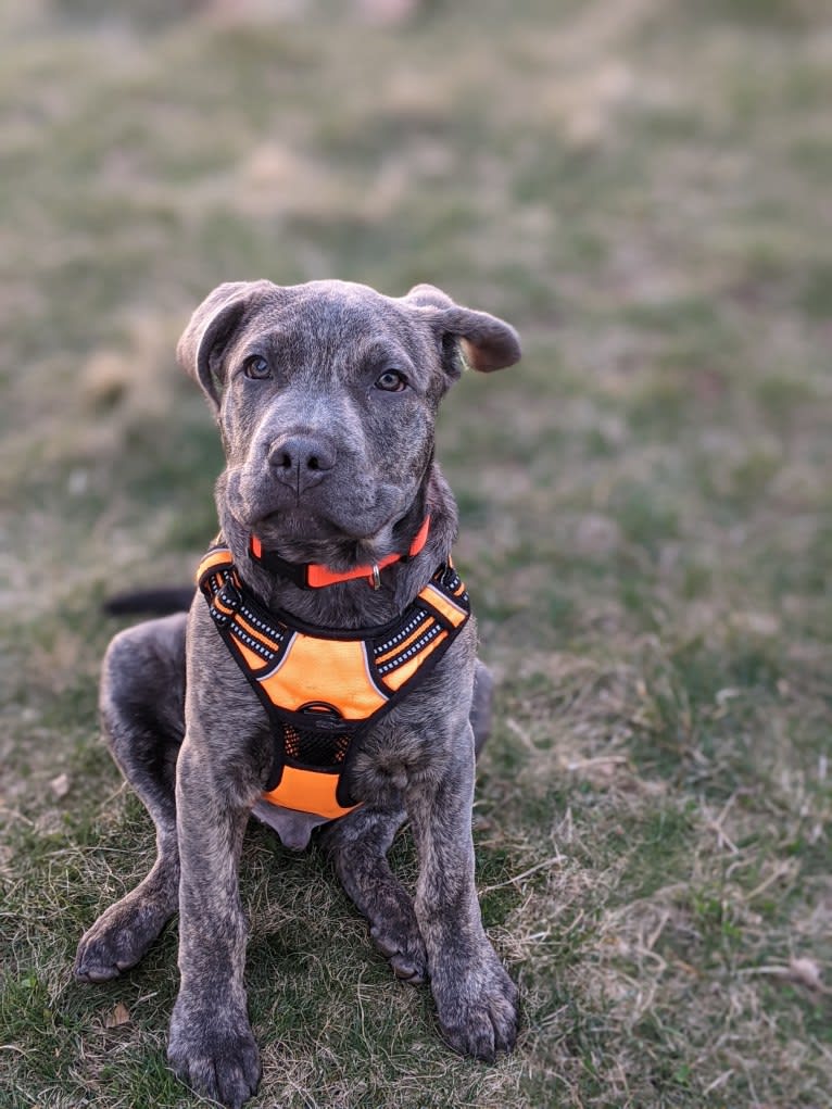 Murphy, an American Pit Bull Terrier and Mastiff mix tested with EmbarkVet.com