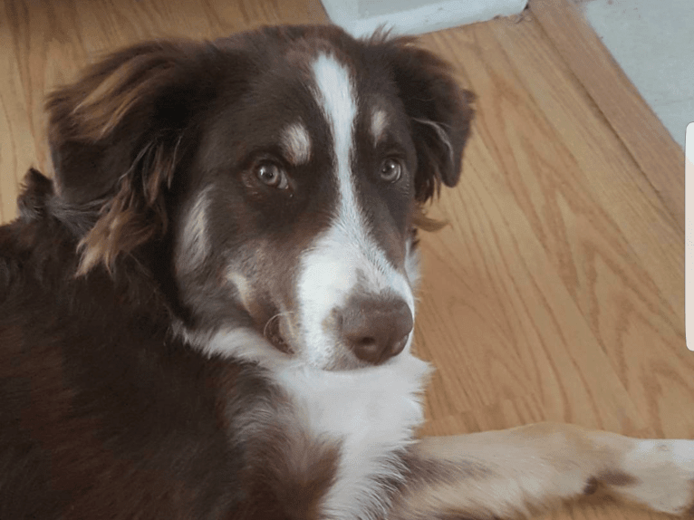 Copper, an Australian Shepherd and Border Collie mix tested with EmbarkVet.com