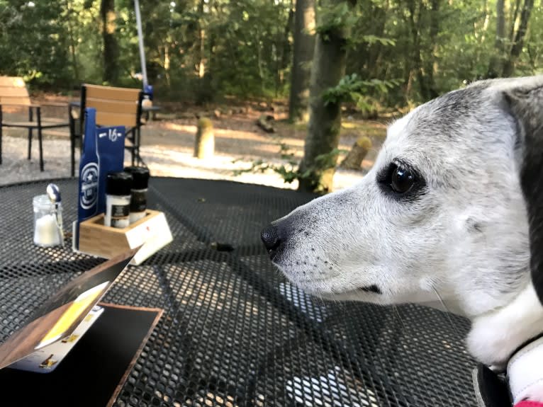 Patti, an Eastern European Village Dog tested with EmbarkVet.com